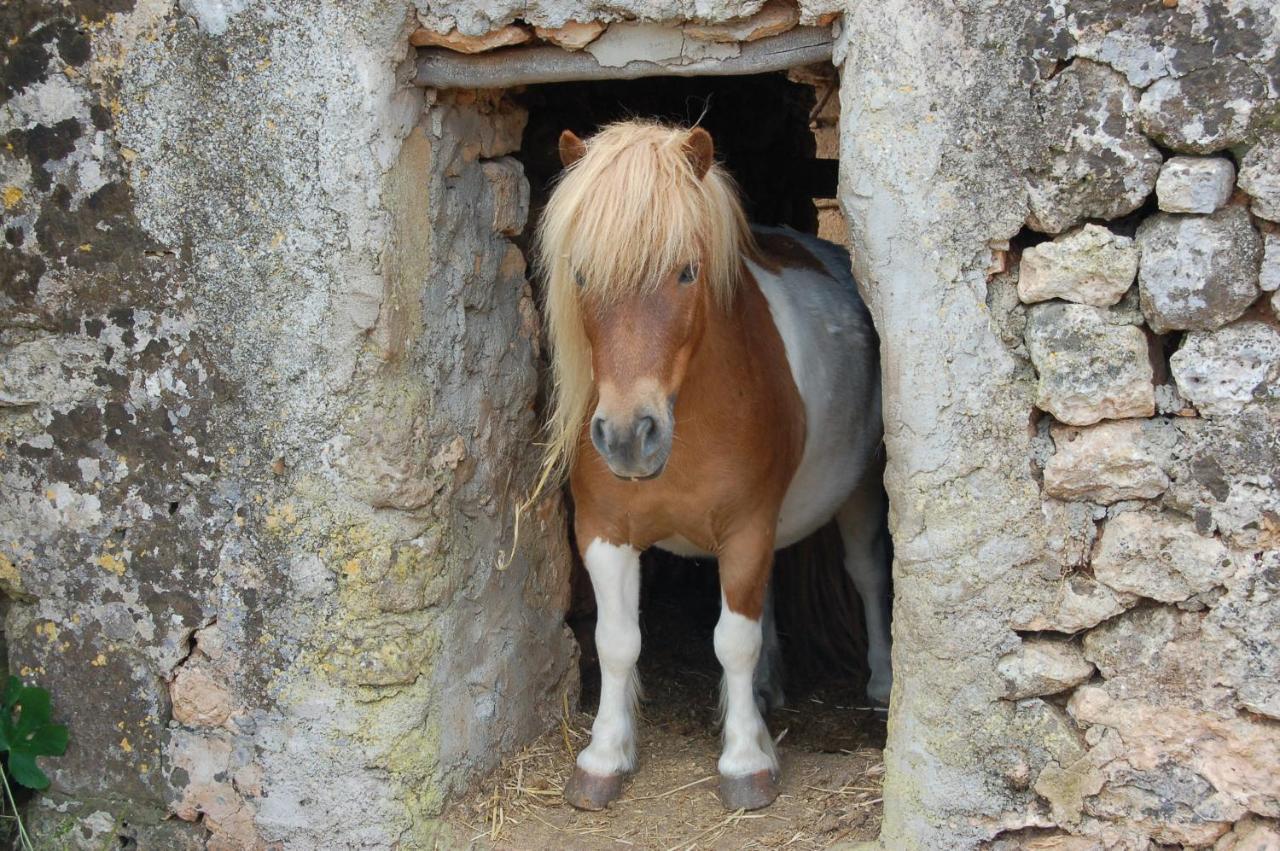 Finca Sa Cova Vella Манакор Екстериор снимка