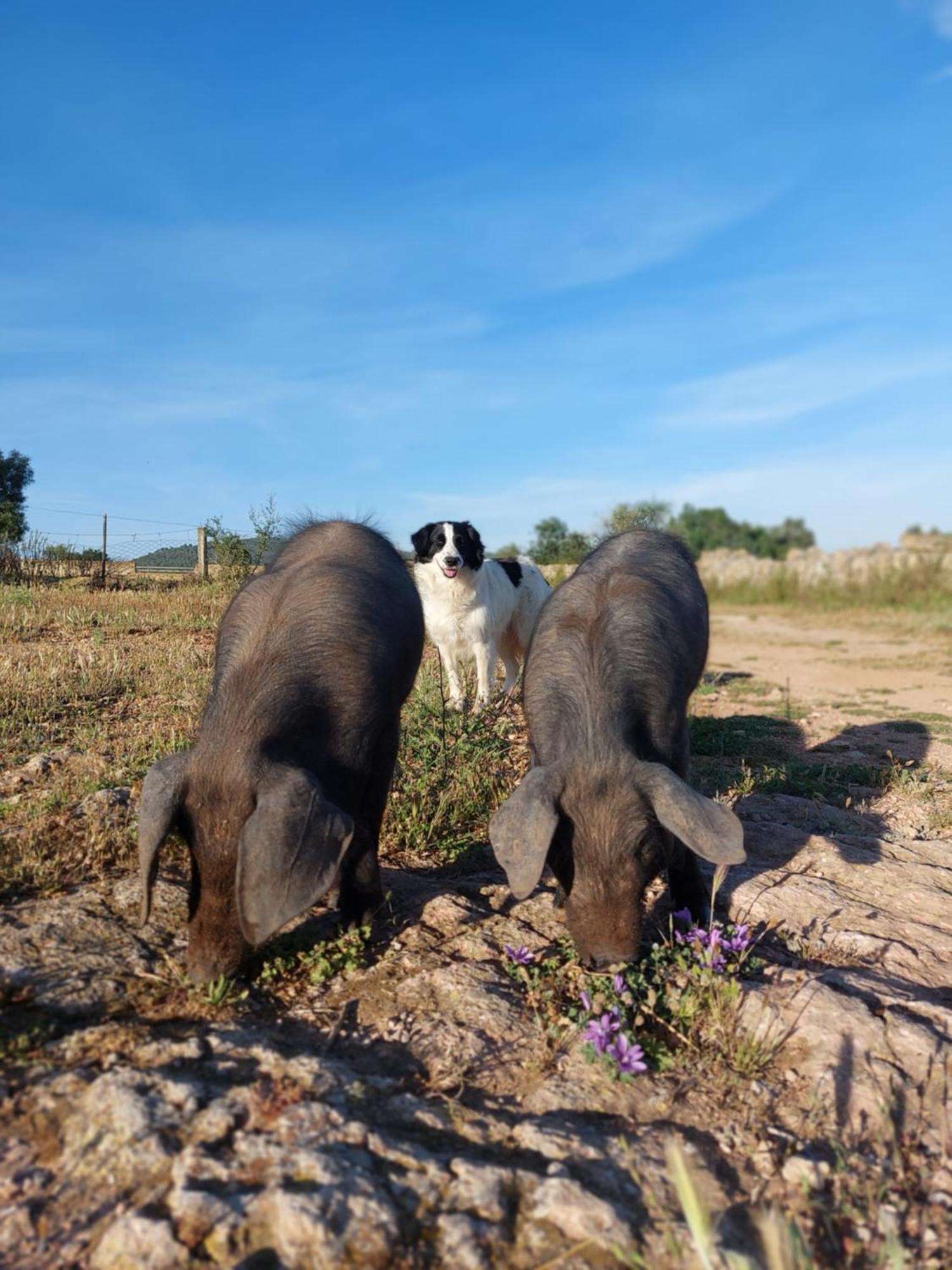 Finca Sa Cova Vella Манакор Екстериор снимка