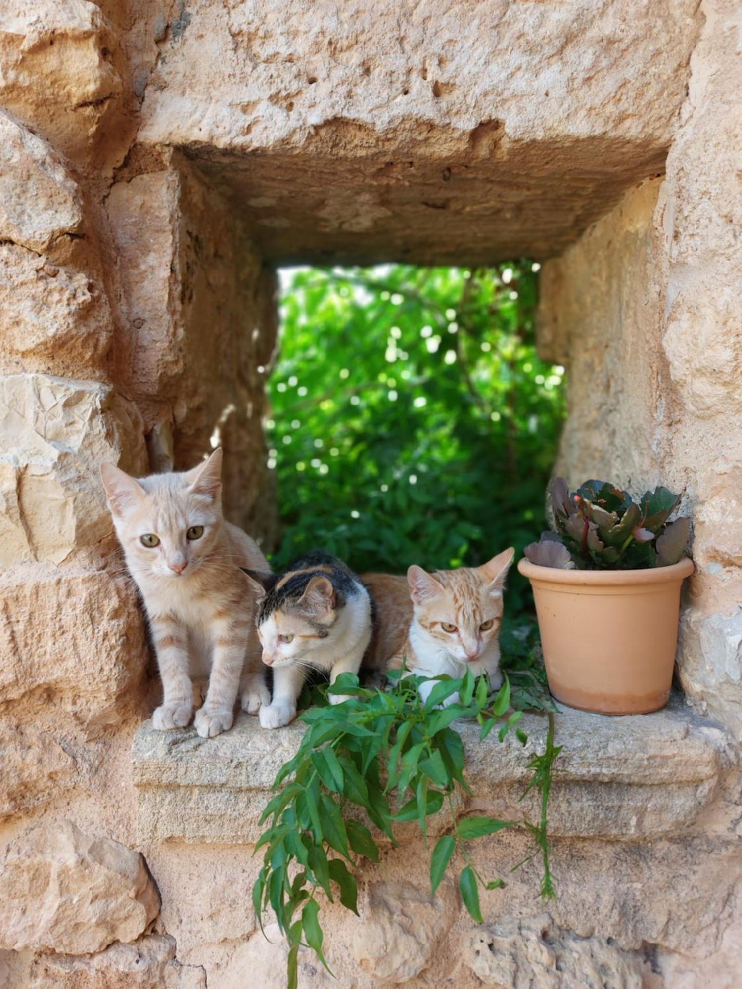 Finca Sa Cova Vella Манакор Екстериор снимка