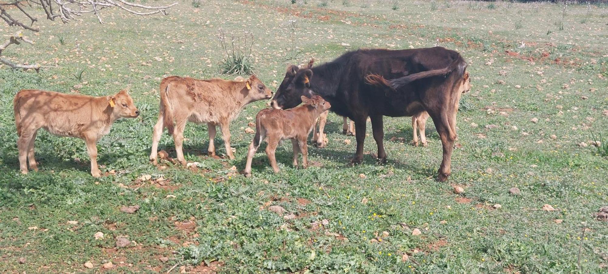 Finca Sa Cova Vella Манакор Екстериор снимка